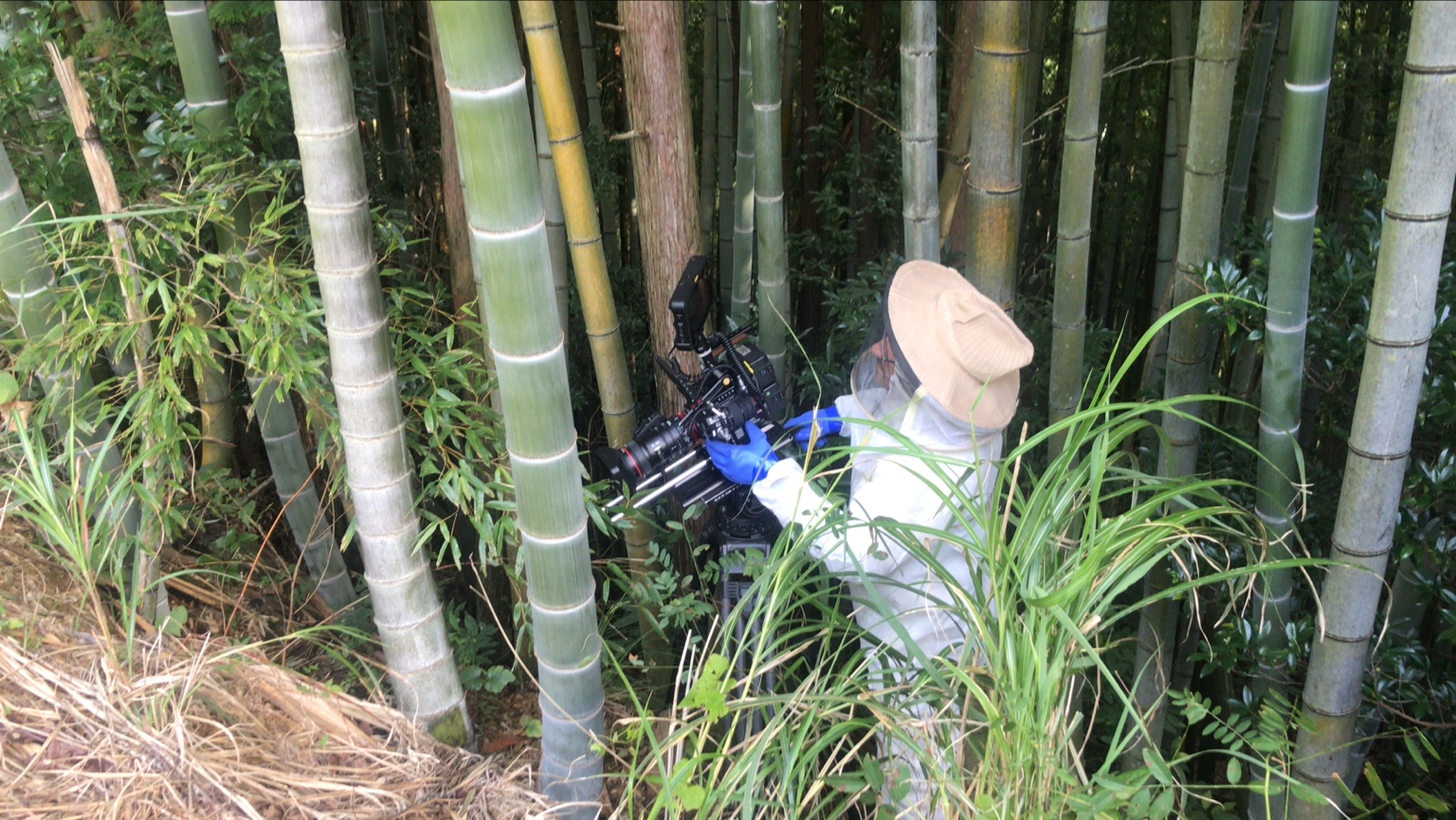 A protected camera operator filming among bamboo